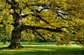HDR-Georgengarten-11400-_05-_10-Baum