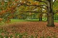 HDR-Georgengarten-9774_5_6_7_8-Baum