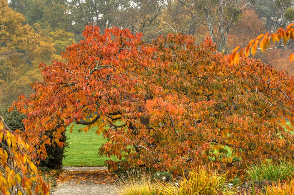 HDR-Berggarten-20101101-Mahramzadeh-17850-_55-_60-_65-_70-Kirschbaum