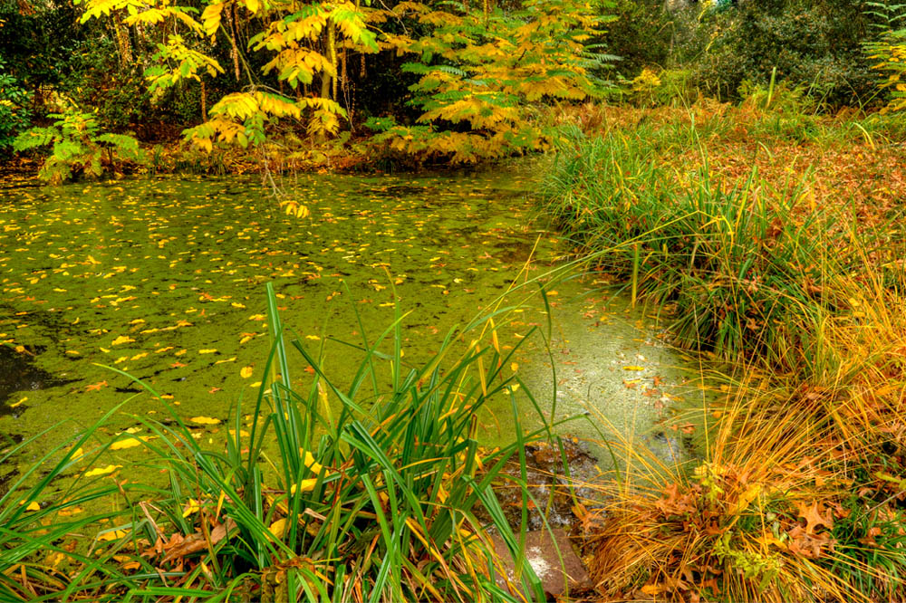 HDR-Berggarten-20101101-Mahramzadeh-18225-_30-_35-_40-_45-Moor