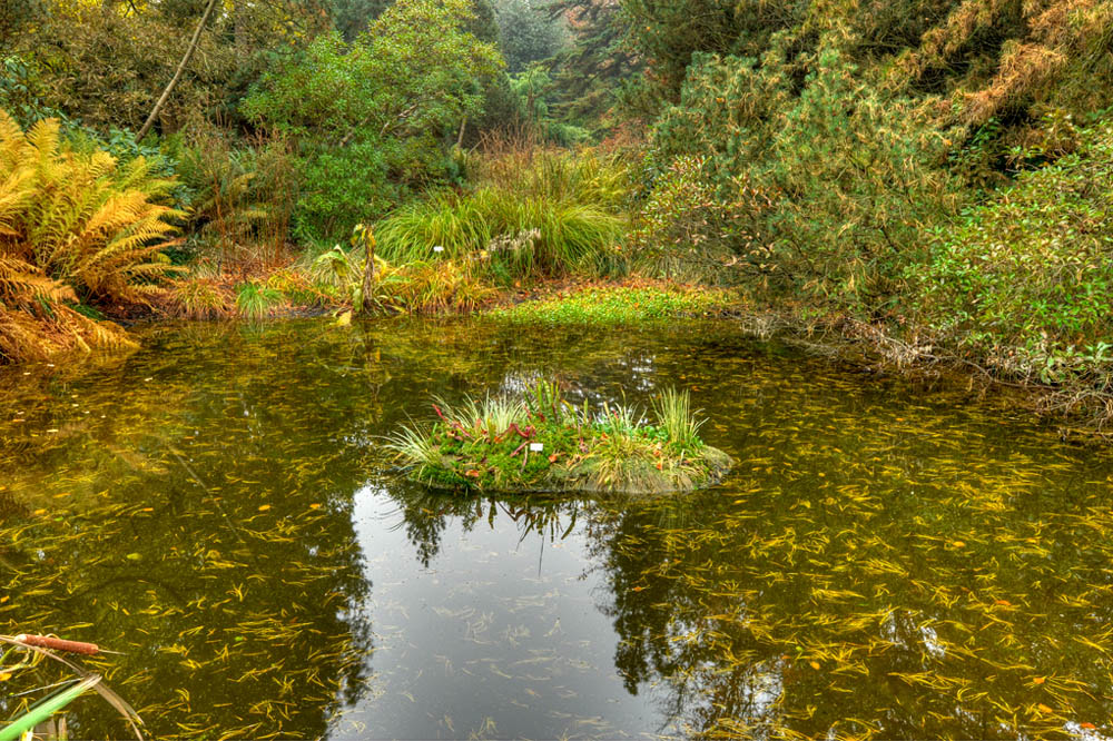 HDR-Berggarten-20101101-Mahramzadeh-18325-_30-_35-_40-_45-Moor
