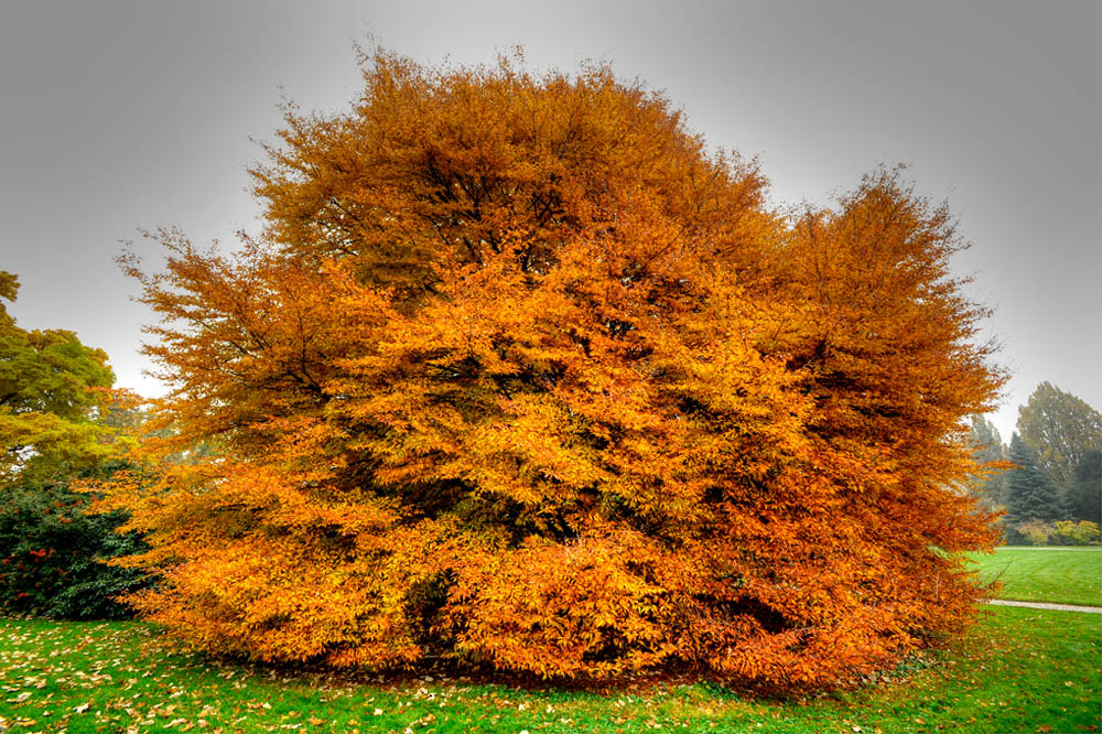 HDR-Berggarten-20101101-Mahramzadeh-18480-_5-Baum