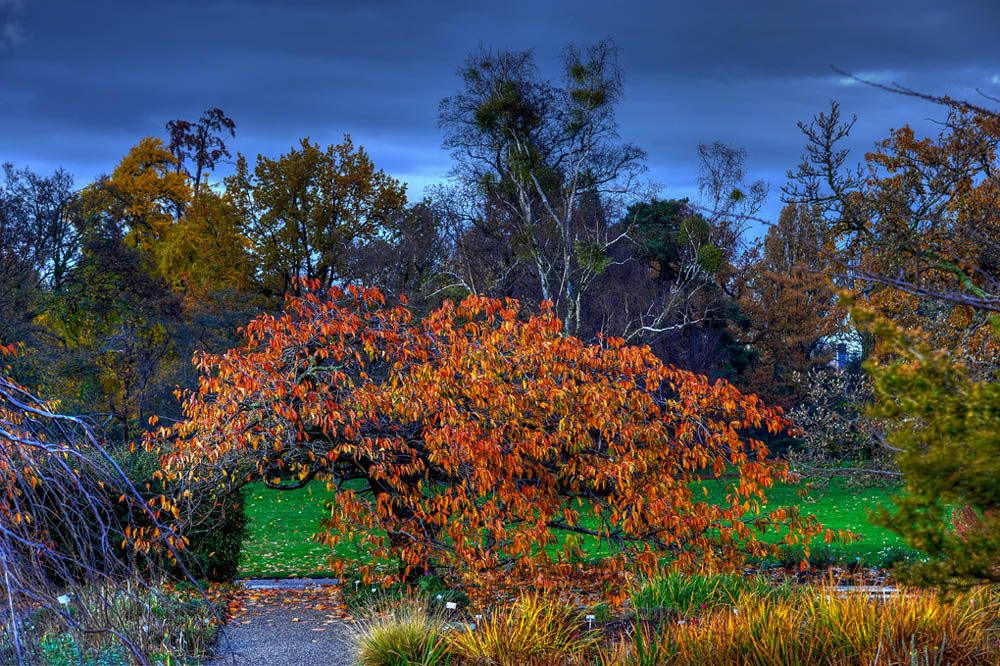 HDR-Berggarten-20101106-Mahramzadeh-19000-_05-_10-Kirschbaum