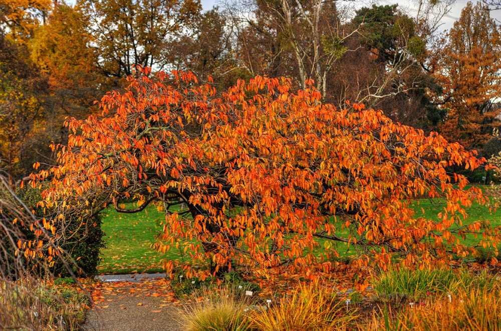HDR-Berggarten-20101106-Mahramzadeh-19120-_25-_30-Kirschbaum