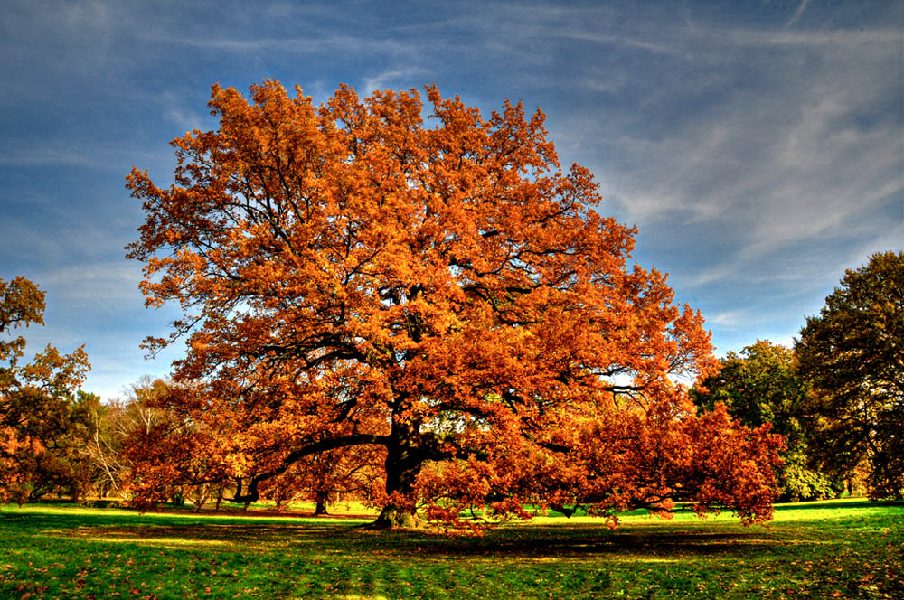 HDR-Georgengarten-20101029-Mahramzadeh-16035-_40-_45-Baum