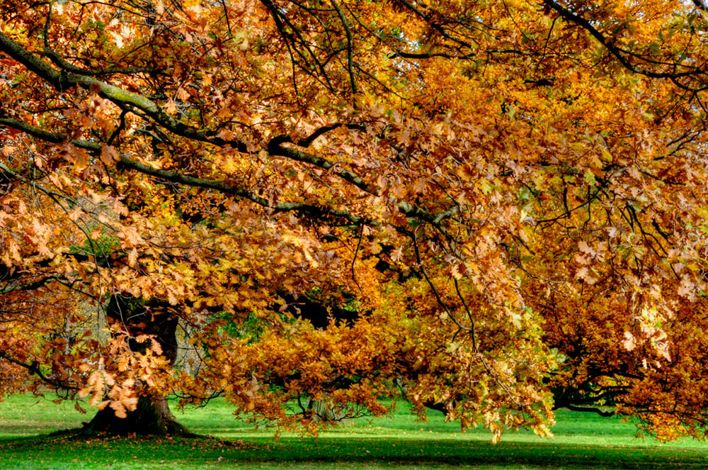 HDR-Georgengarten-20101029-Mahramzadeh-16140-_45-_50-Baum
