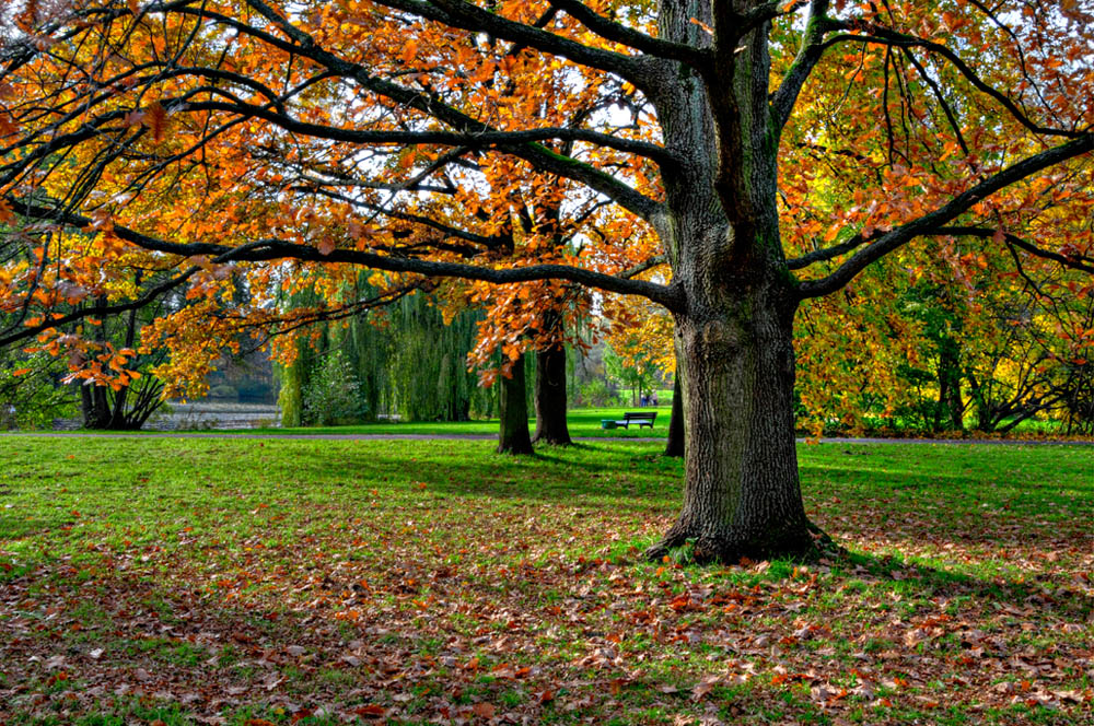HDR-Georgengarten-20101029-Mahramzadeh-16175-_80-_70-Baum