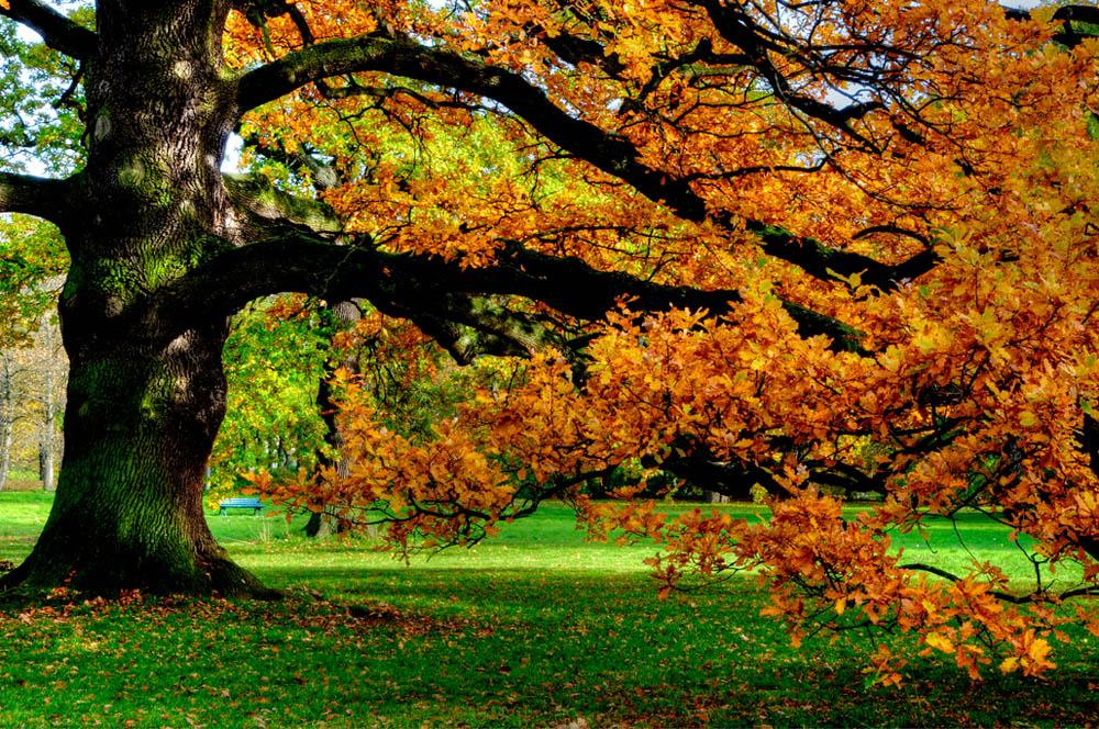 HDR-Georgengarten-20101029-Mahramzadeh-16185-_90-_95-Baum