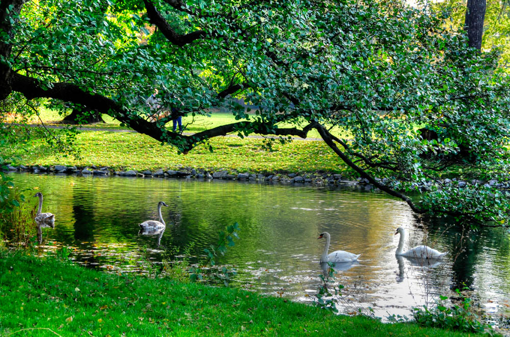 HDR-Georgengarten-20101029-Mahramzadeh-16215-_20-_25-Schwaene