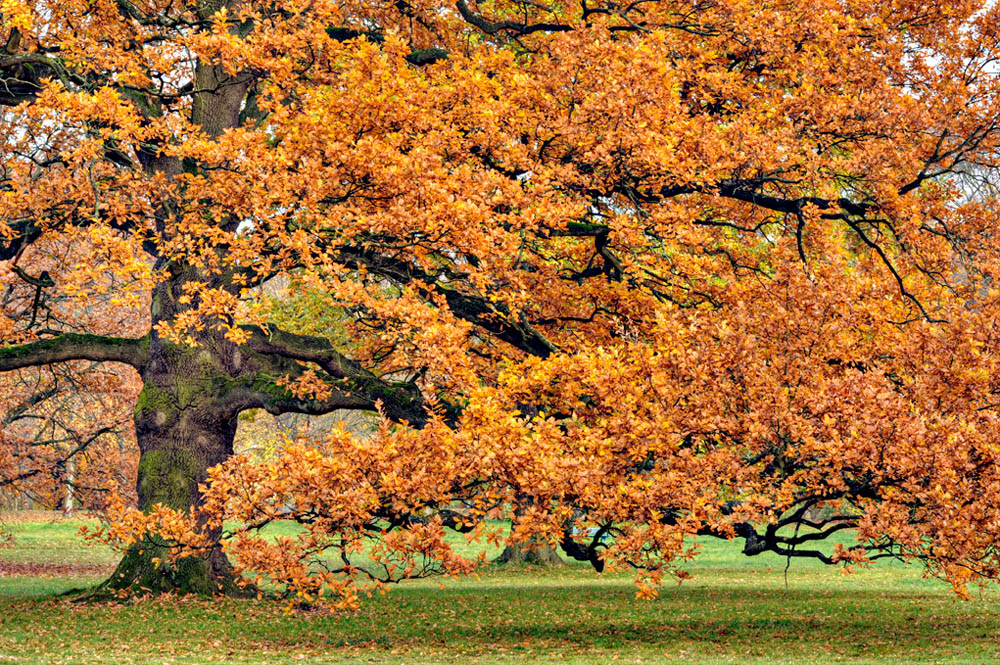 HDR-Georgengarten-20101031-Mahramzadeh-17395-_400-_405-Baum