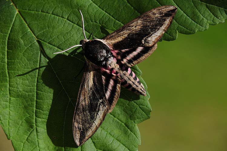 Bad-Driburg-0228-Mah