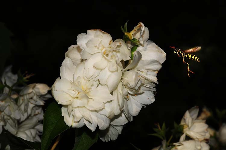 Bad-Driburg-0404-Mah