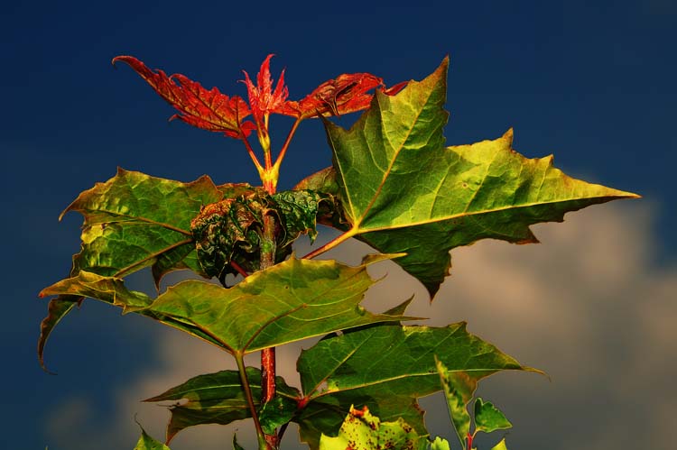 Bad-Driburg-0408-Mah