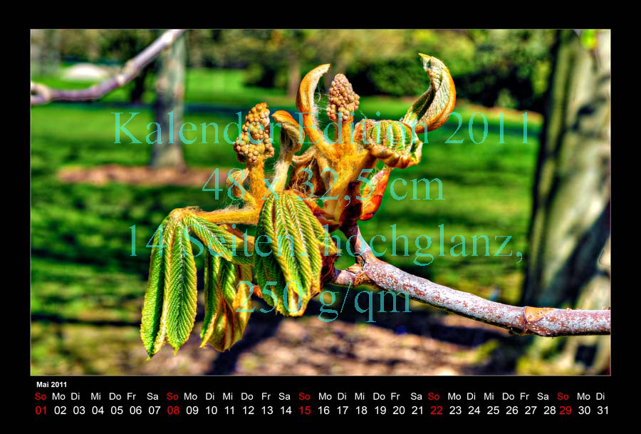 05-Kalender-2011-Berggarten-Kastanie