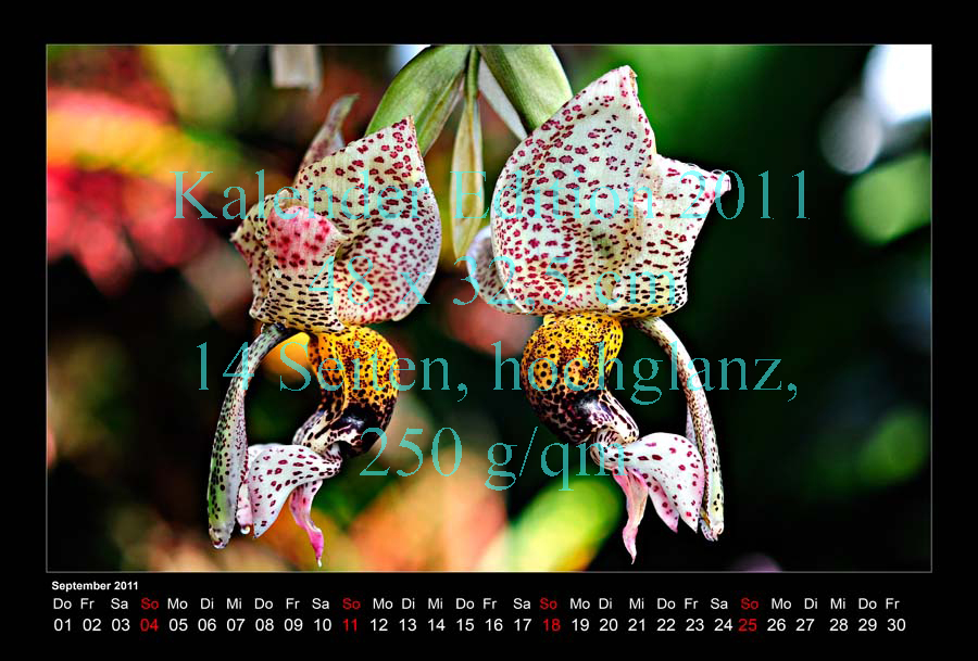 09-Kalender-2011-Berggarten-Orchidee