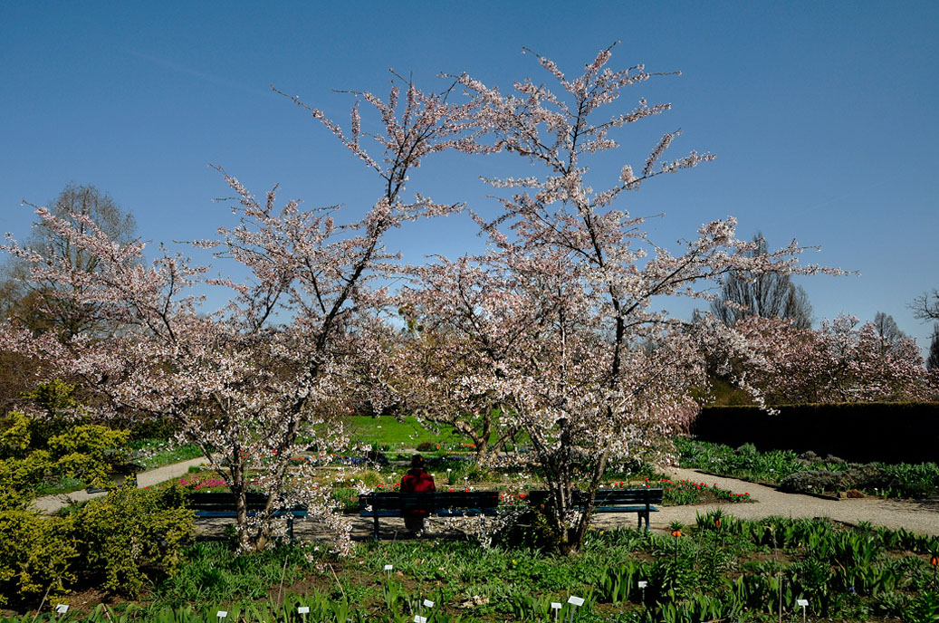 100-Berggarten-4129-Mahramzadeh