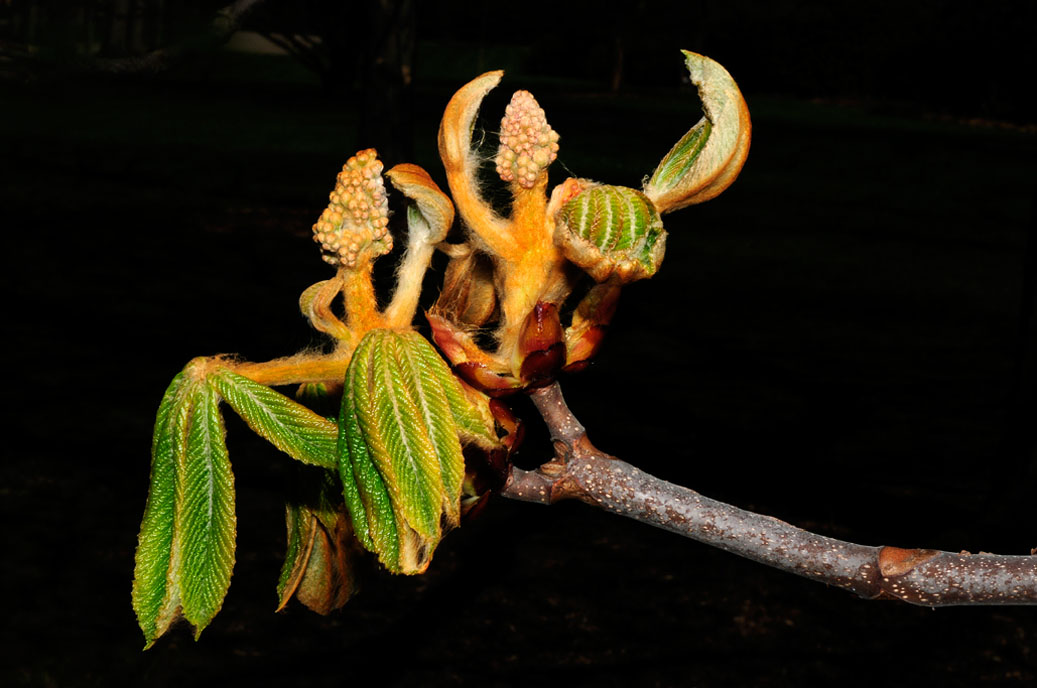 Berggarten-4152-Mahramzadeh
