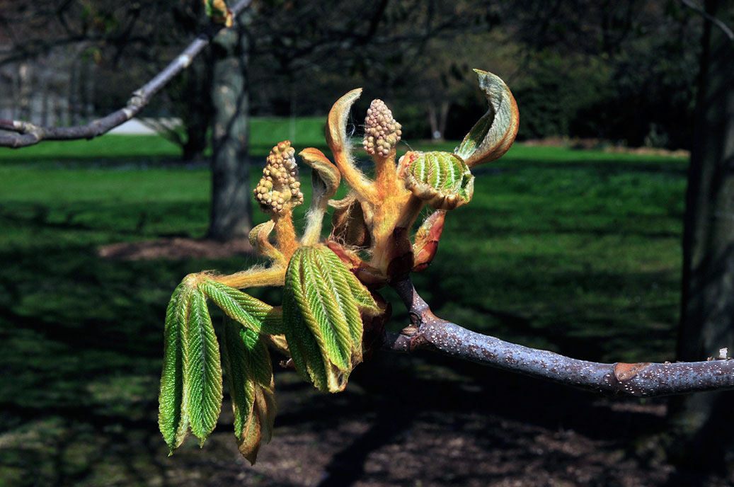 Berggarten-4166-Mahramzadeh