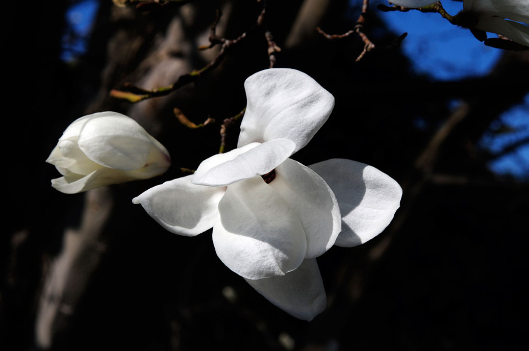 Berggarten-4193-Mahramzadeh