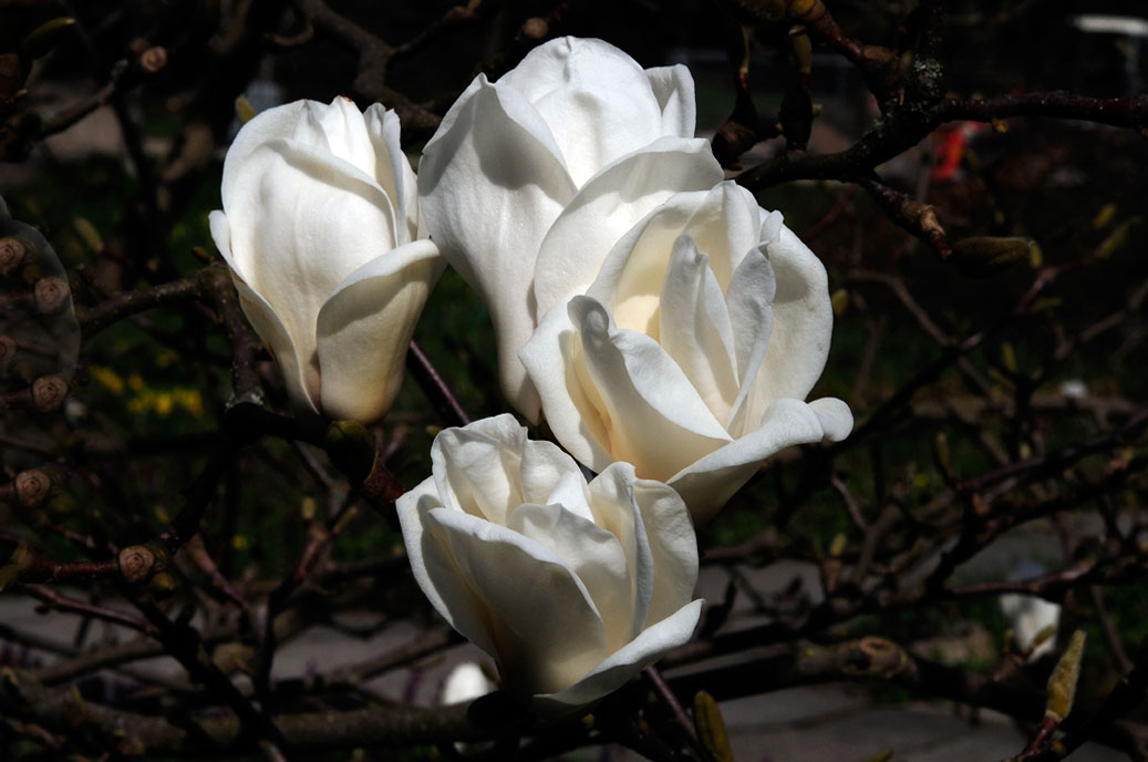 Berggarten-4216-Mahramzadeh