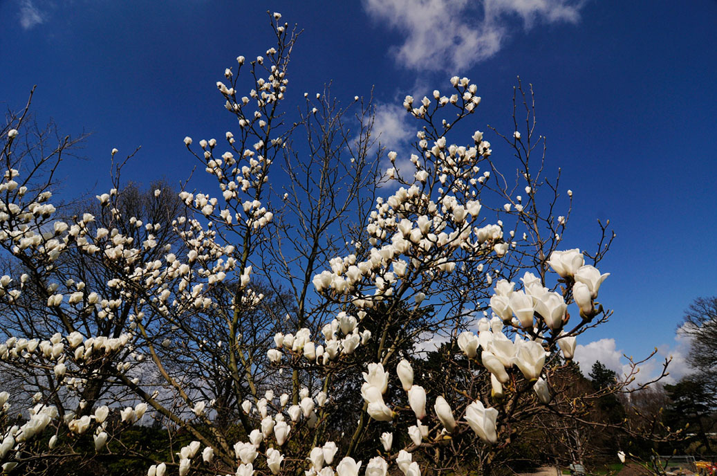 Berggarten-4238-Mahramzadeh