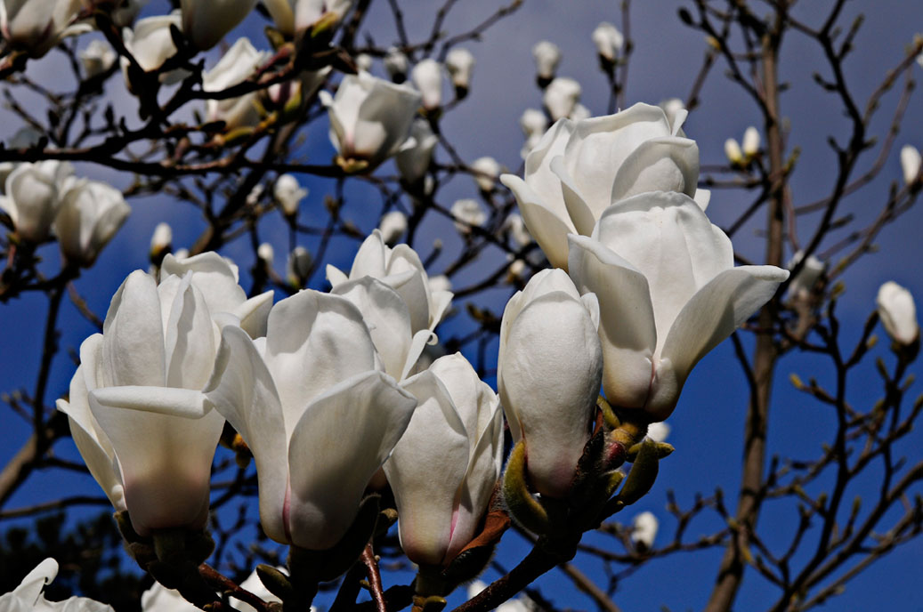 Berggarten-4241-Mahramzadeh