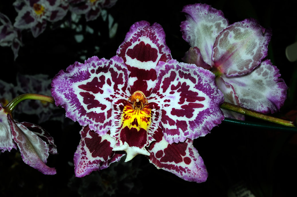 Berggarten-4295-Mahramzadeh