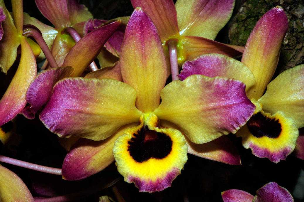 Berggarten-4296-Mahramzadeh