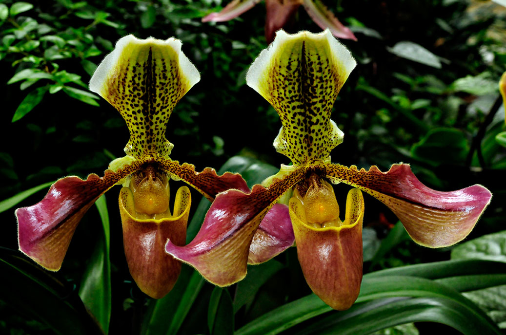 Berggarten-4299-Mahramzadeh