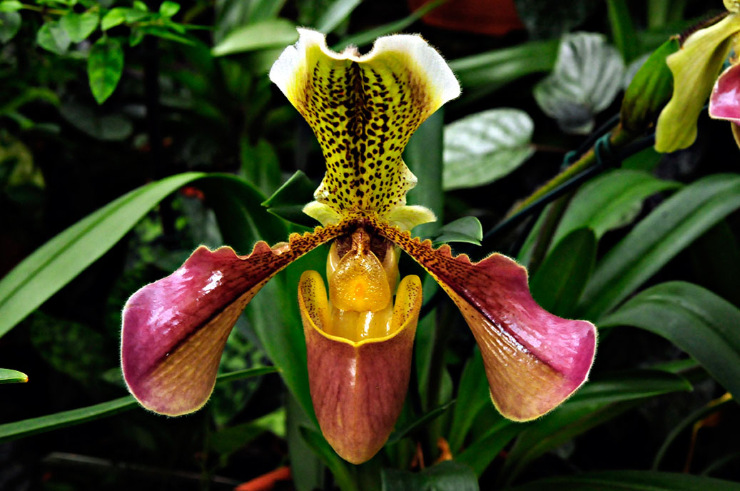 Berggarten-4301-Mahramzadeh