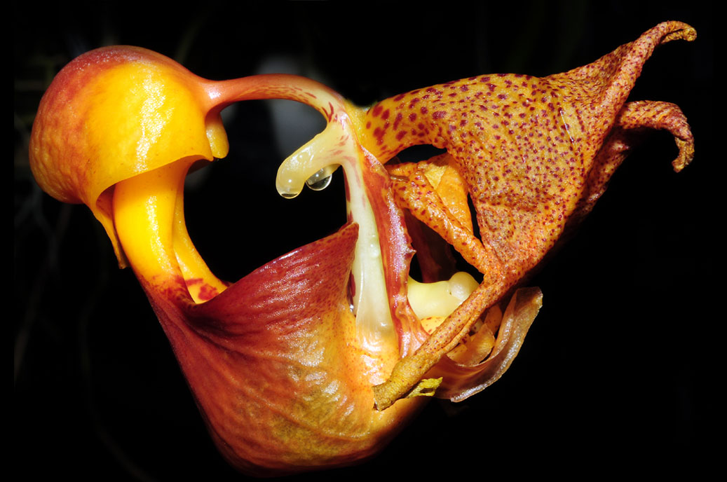 Berggarten-6757-Mahramzadeh