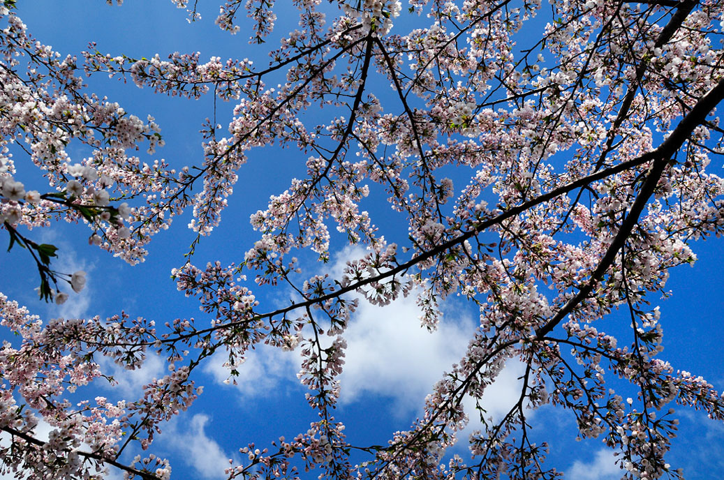 Berggarten-Mahramzadeh-4484