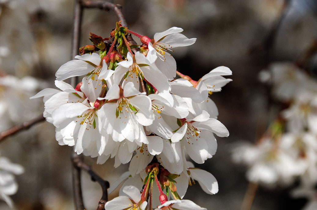 Berggarten-Mahramzadeh-4493