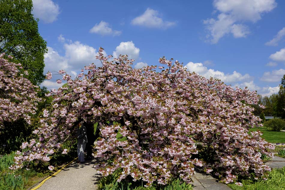 XX-Kirchbaum_1890-1-Mai-2010
