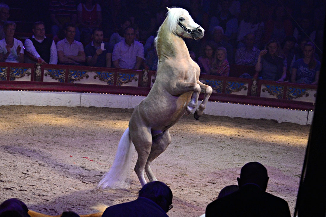 400-Roncalli-131260-120830-cMahramzadeh