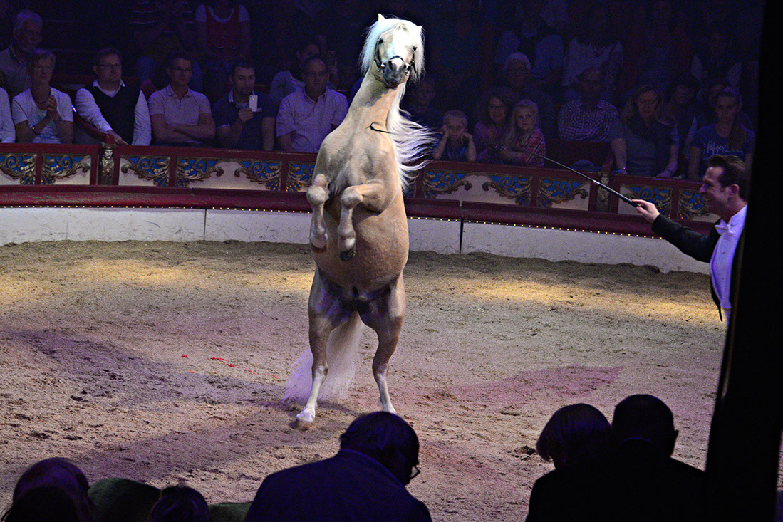 Roncalli-131275-120830-cMahramzadeh