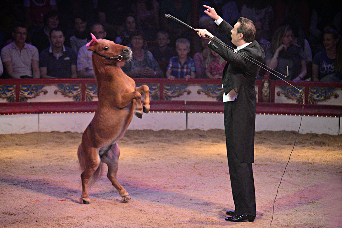 Roncalli-131385-120830-cMahramzadeh