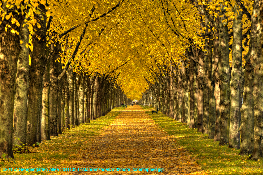 592157-Georgengarten-Allee-20111030-cMahramzadehAnd2more_tonemapped