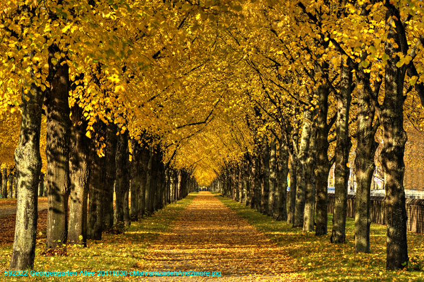 592322-Georgengarten-Allee-20111030-cMahramzadehAnd2more
