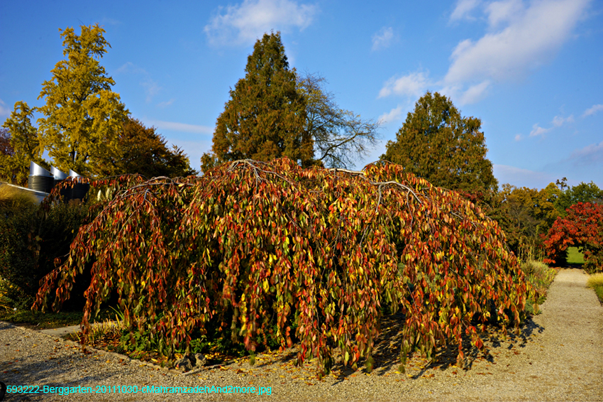 593222-Berggarten-20111030-cMahramzadehAnd2more