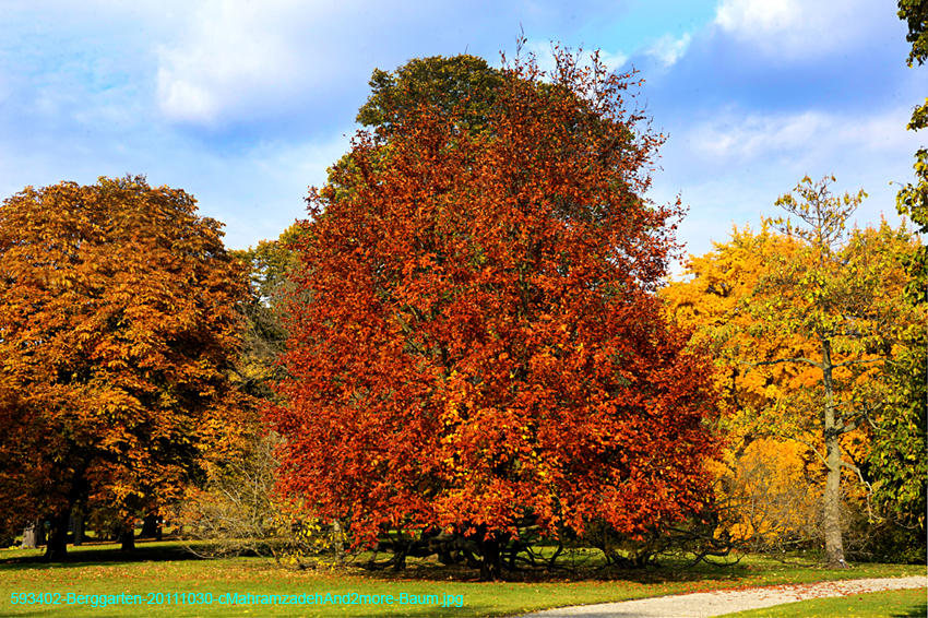 593402-Berggarten-20111030-cMahramzadehAnd2more-Baum
