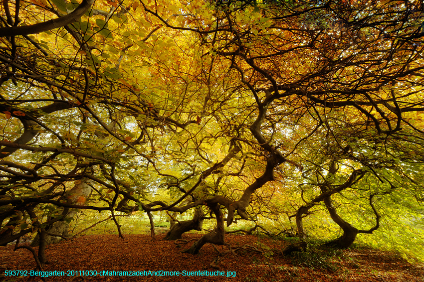 593792-Berggarten-20111030-cMahramzadehAnd2more-Suentelbuche