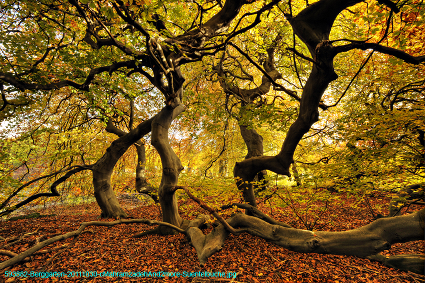 593882-Berggarten-20111030-cMahramzadehAnd2more-Suentelbuche