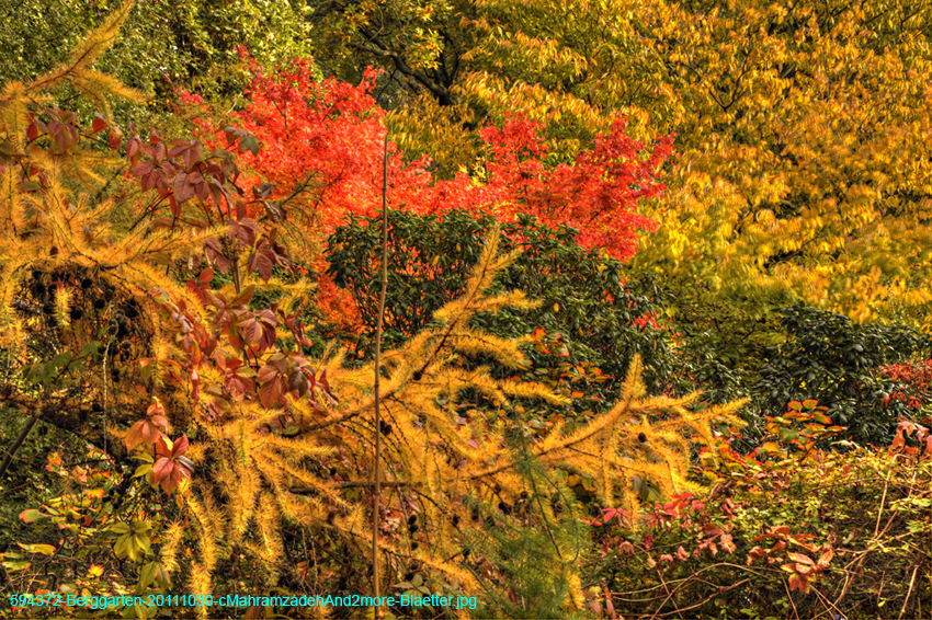 594372-Berggarten-20111030-cMahramzadehAnd2more-Blaetter