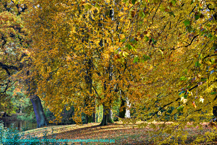 591092-Georgengarten-20111029-cMahramzadehAnd2more-Baum