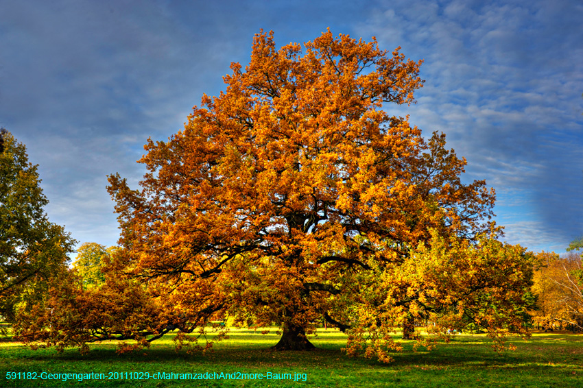 591182-Georgengarten-20111029-cMahramzadehAnd2more-Baum
