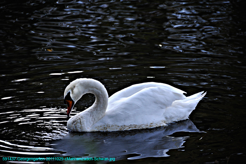 591437-Georgengarten-20111029-cMahramzadeh-Schwan