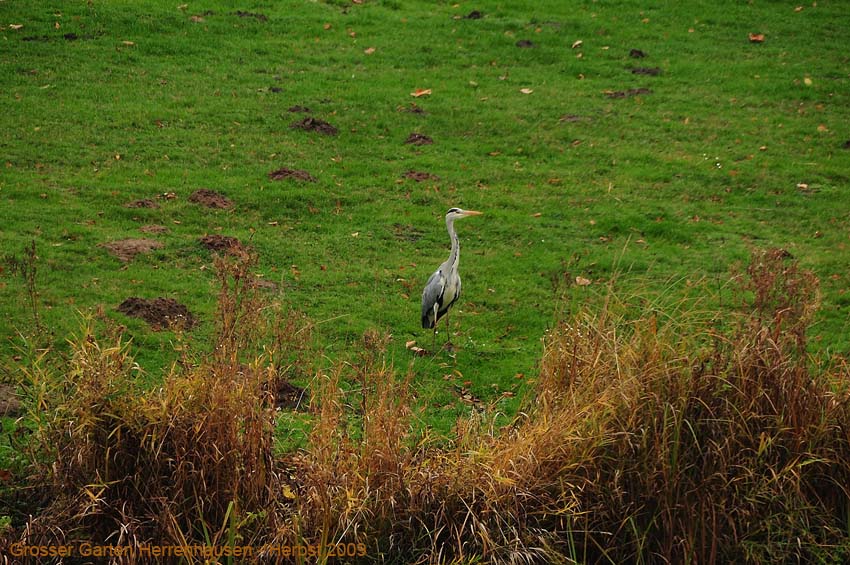 Herbst-2009-Grosser-Garten-1401