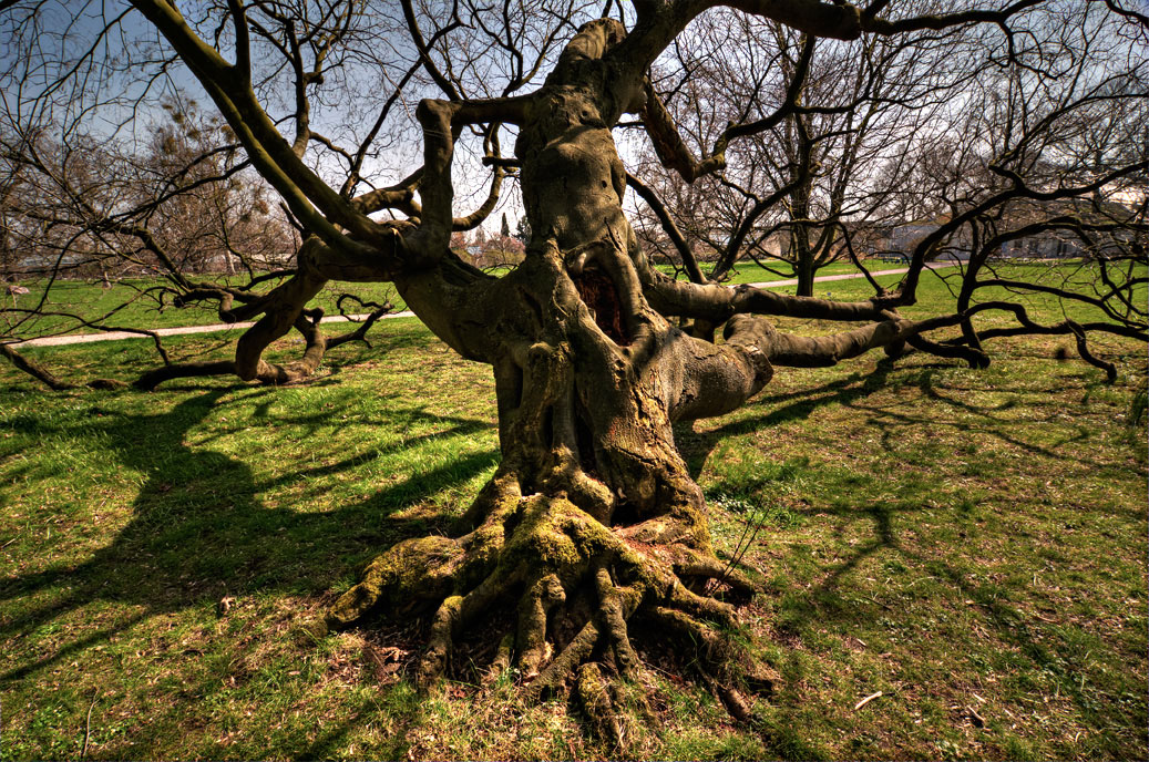 Berggarten-3741-HDR-Mahramzadeh