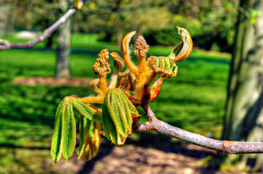 Berggarten-HDR-4146-Mahramzadeh